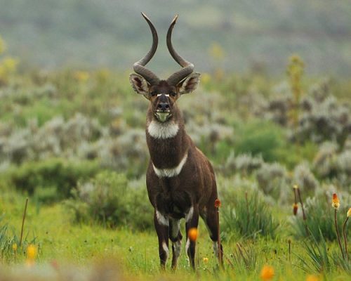 Bale-Mountains-1